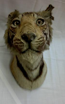 smalltiger.jpg