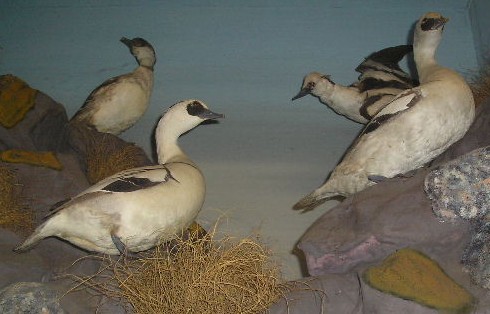 smew9.jpg