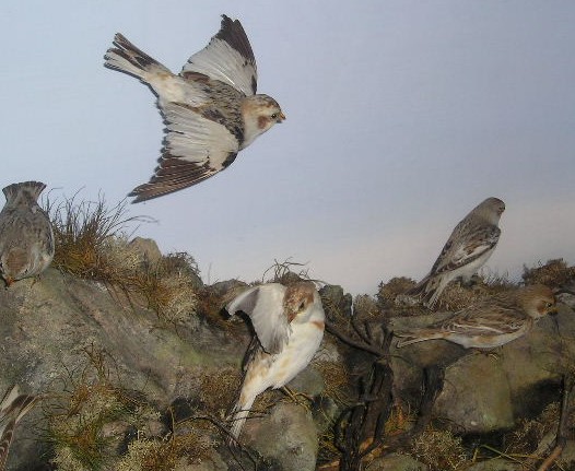 snowbunting.jpg