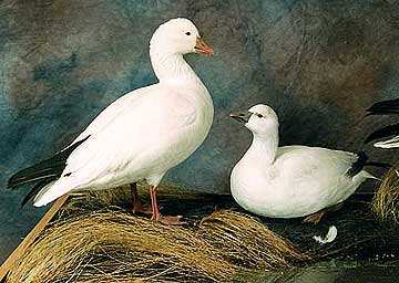 snowgeese.jpg