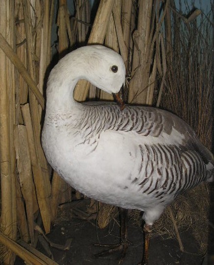 snowgoose5.jpg