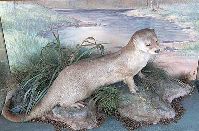 spicer-otter.jpg