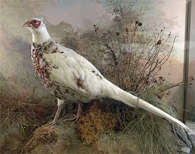 spicer-pheasant.jpg