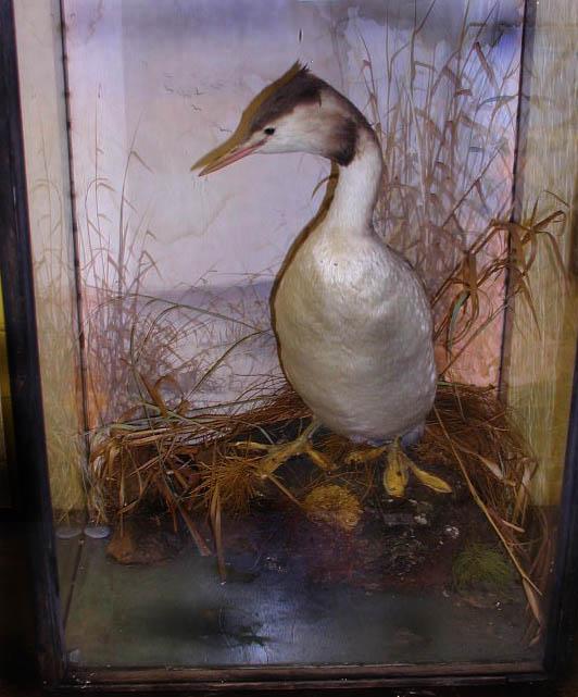 spicergrebe.jpg