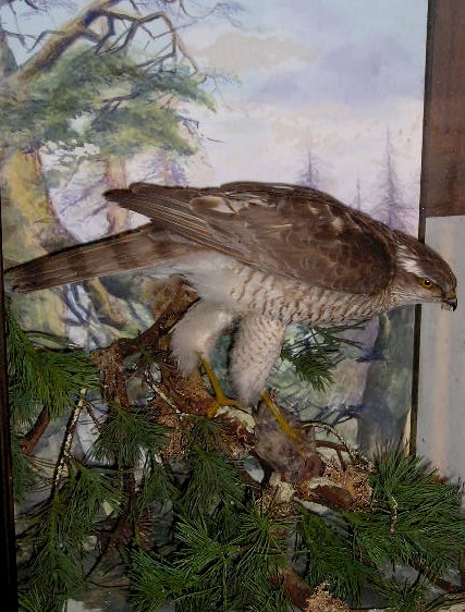 spicersparrowhawk.jpg