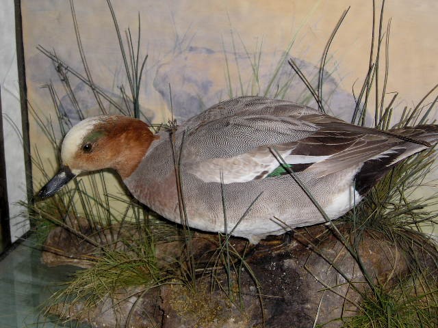 spicerwigeon.jpg