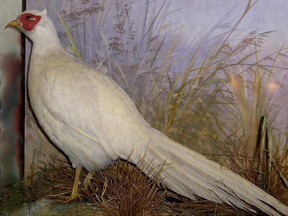 spiecerpheasant.jpg