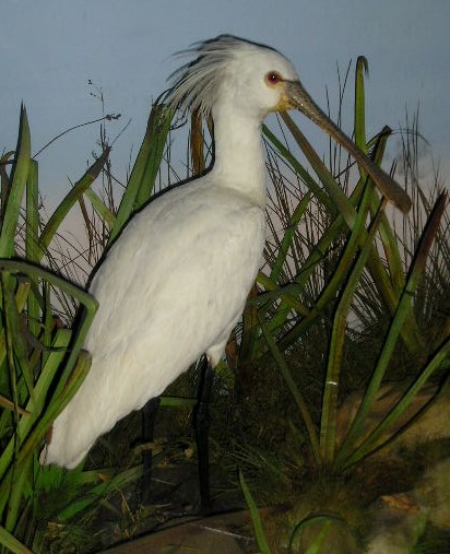 spoonbill1.jpg