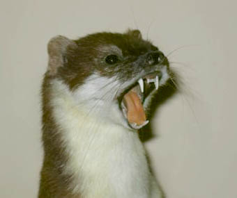 stoatteeth.jpg