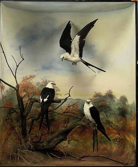 swallowtailkites.jpg