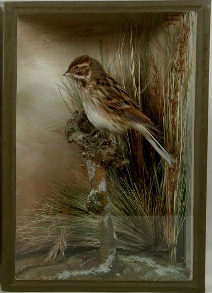 swallreedbunting.JPG