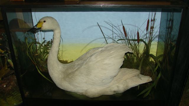 swinswan.jpg