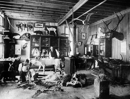 taxidermyworkshop.JPG