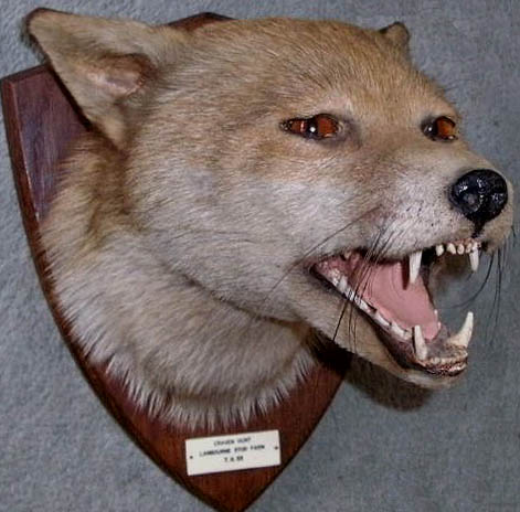 tefoxhead.jpg