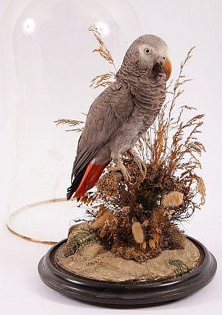 tegunngreyparrot.jpg