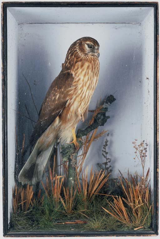 tehenharrier1.jpg