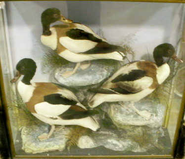 threeshelducks.jpg