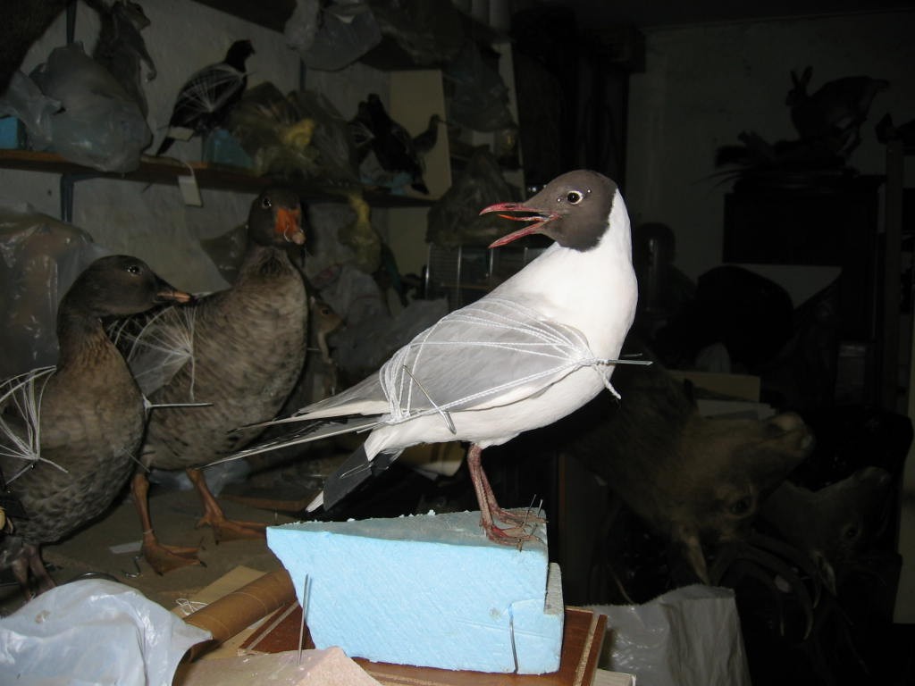 tonyblackheadedgull3.jpg