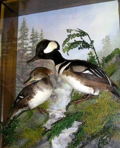 tonymergansers.JPG