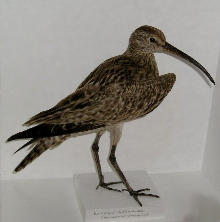 tonywhimbrel.jpg