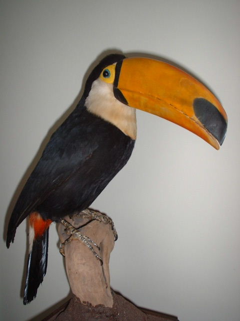 toucan.jpg