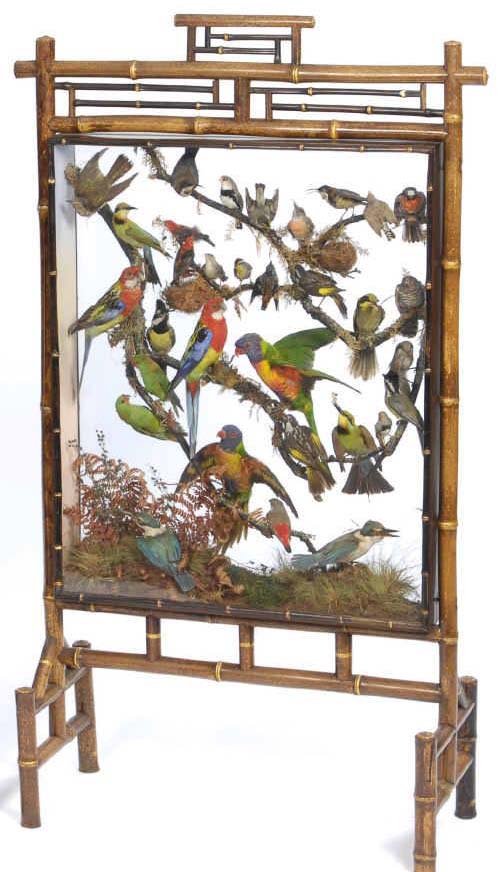 tropical-birds-firescreen-by-rowland-ward-taxidermy-image.jpg