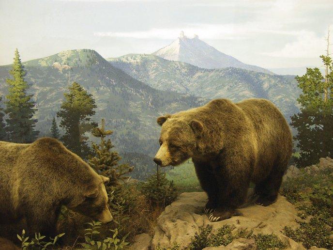 twogrizzlybears.jpg