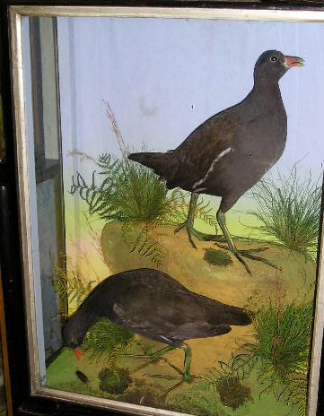 twohutchmoorhens.JPG