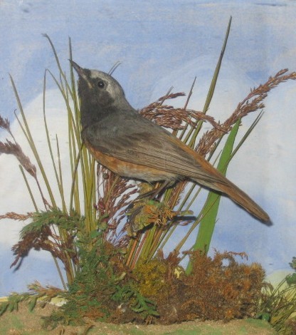 unknownredstart.jpg