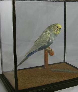 wardbudgie.jpg