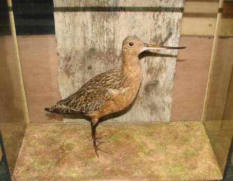 wardgodwit.jpg