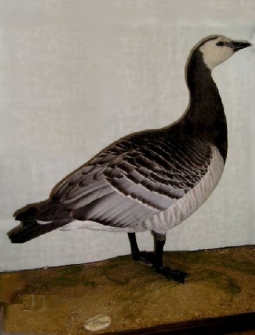 Barnacle Goose