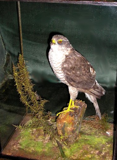 wardsparrowhawk.JPG