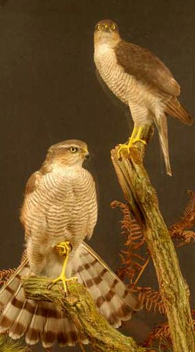 wardsparrowhawks.jpg