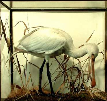 wardspoonbill.jpg