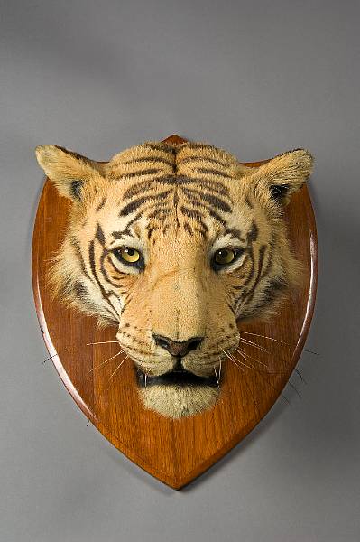 images of tiger heads