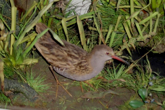 waterrail2.JPG