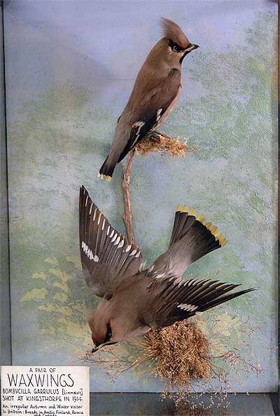 waxwingsbazely.jpg