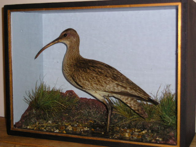 whimbrel.jpg