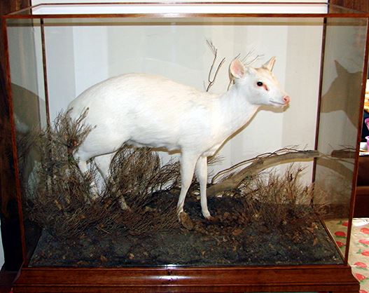 whitemuntjac.jpg