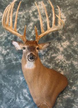 whitetailhead.jpg