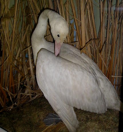 whooperswan.jpg