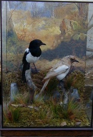 williamsmagpies.jpg