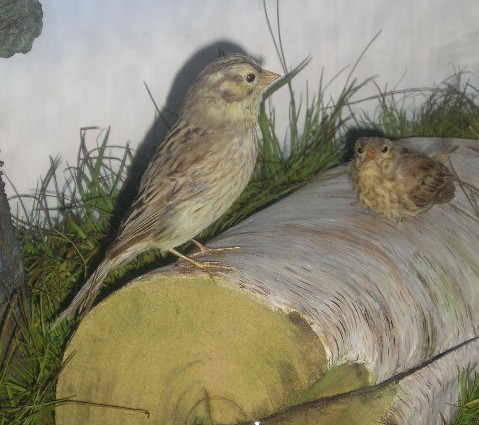 yellowhammer.jpg