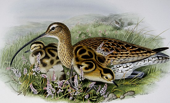 youngcurlew.jpg