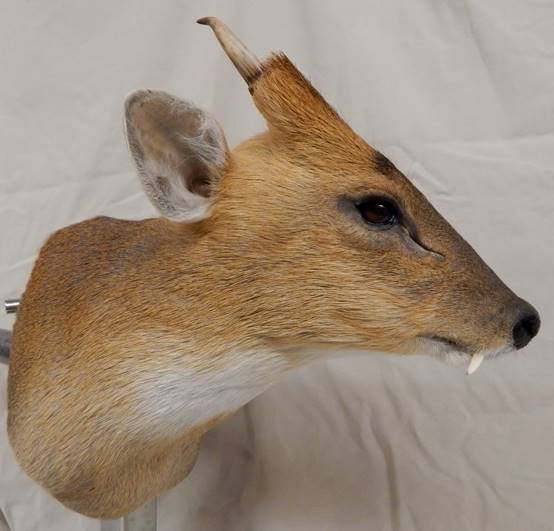 zmuntjac1.jpg