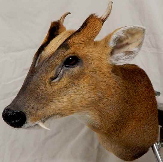 zmuntjac2.jpg